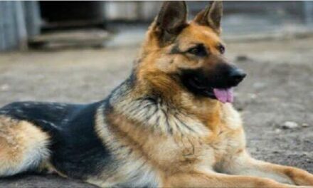 Qeni i parë i infektuar në SHBA humb betejën me Covid-19