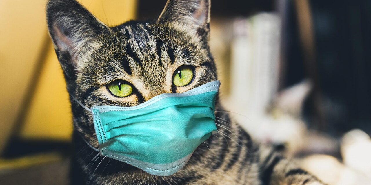 Studimi: Njerëzit mund ta transmetojnë koronavirusin te macet dhe qentë