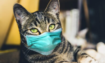 Studimi: Njerëzit mund ta transmetojnë koronavirusin te macet dhe qentë