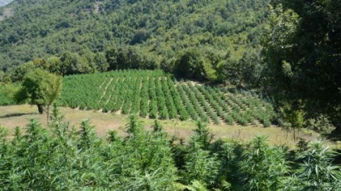10 zonat ku po kultivohet kanabis në Shqipëri