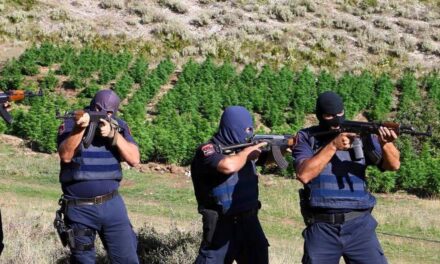 Raporti për drogën: Shqipëria vend kryesor i origjinës së kanabisit, grupet kriminale ndihmohen nga korrupsioni