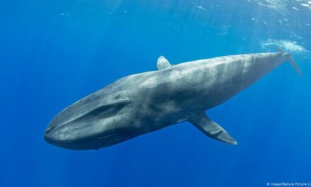Zbulohet një popullatë e re balenash blu