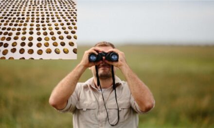 Po fotografonte zogjtë, 50-vjeçari gjen një thesar me rreth 1300 monedha ari