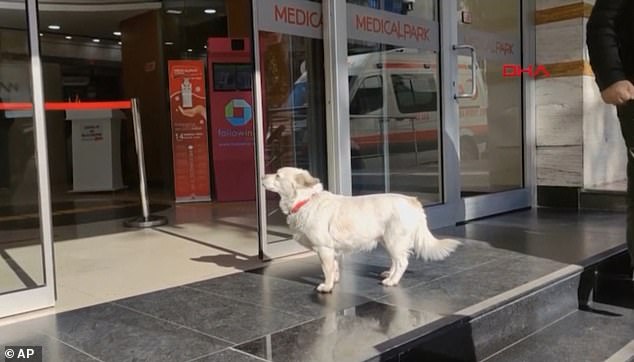 Qeni ndjek ambulancën që merr pronarin e tij, dhe pret gjashtë ditë jashtë spitalit