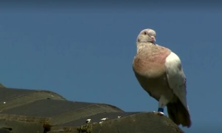 Një pëllumb amerikan ”në telashe” me Australinë pasi kaloi Oqeanin Paqësor