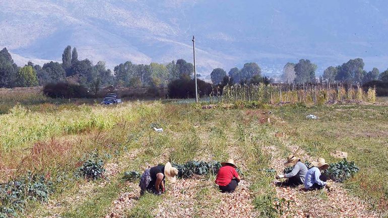 ILO: Në Shqipëri gati 57% e të punësuarve në të zezë, kryeson bujqësia, tregtia dhe ndërtimi