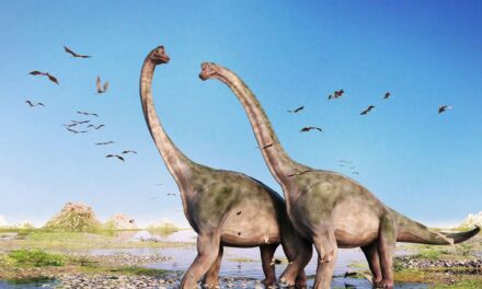 Zbulohen fosilet e krijesës më të madhe që ka ekzistuar ndonjëherë në Tokë