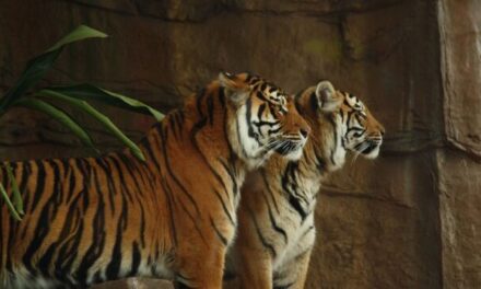 Tigrat arratisen nga kopshti zoologjik, izolohet i gjithë qyteti