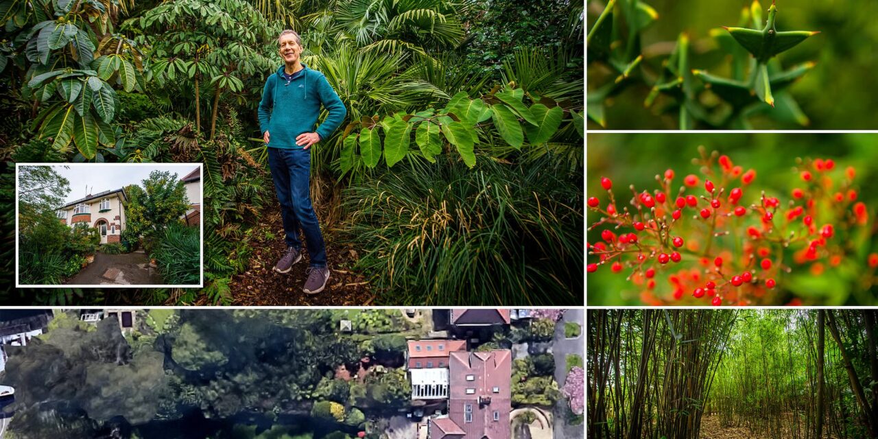 Babai që shpenzoi 30 vite nga jeta për ta shndërruar kopshtin e tij në një “xhungël”