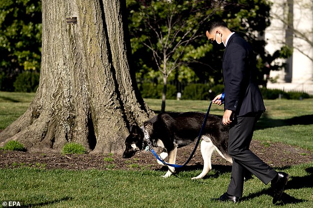 Qeni problematik i Biden kafshon sërish!
