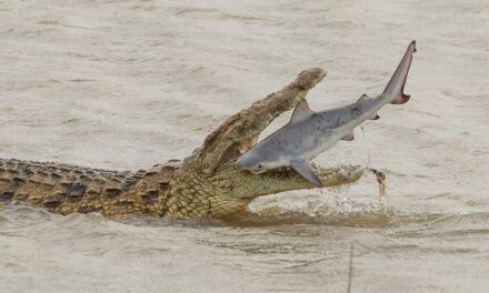 Peshkaqeni përfundon në gojën e krokodilit…