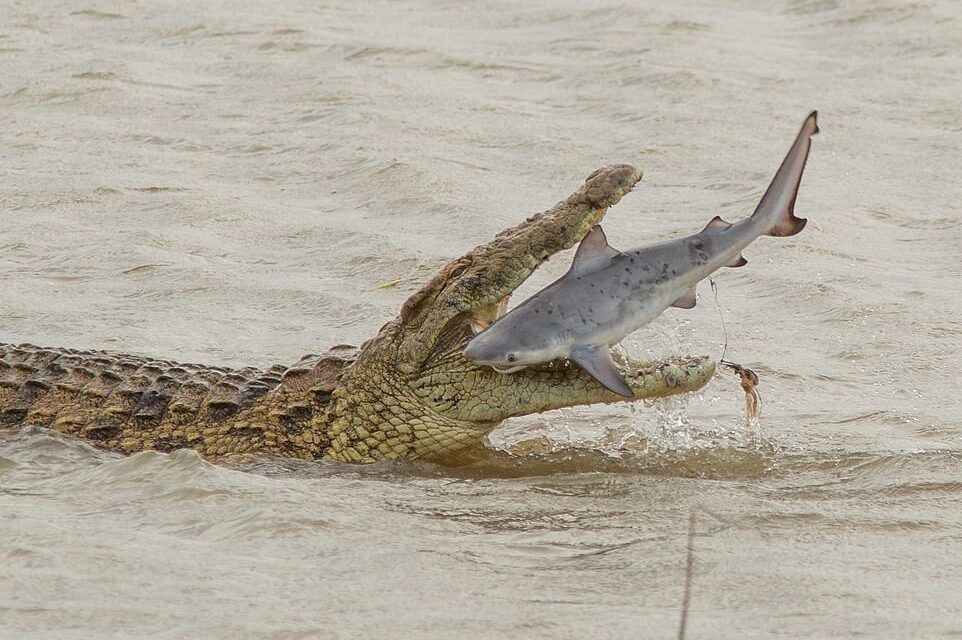 Peshkaqeni përfundon në gojën e krokodilit…