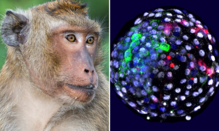 Shkencëtarët krijojnë embrionin e “majmunit-njeri”, polemika mbi çështjet etike