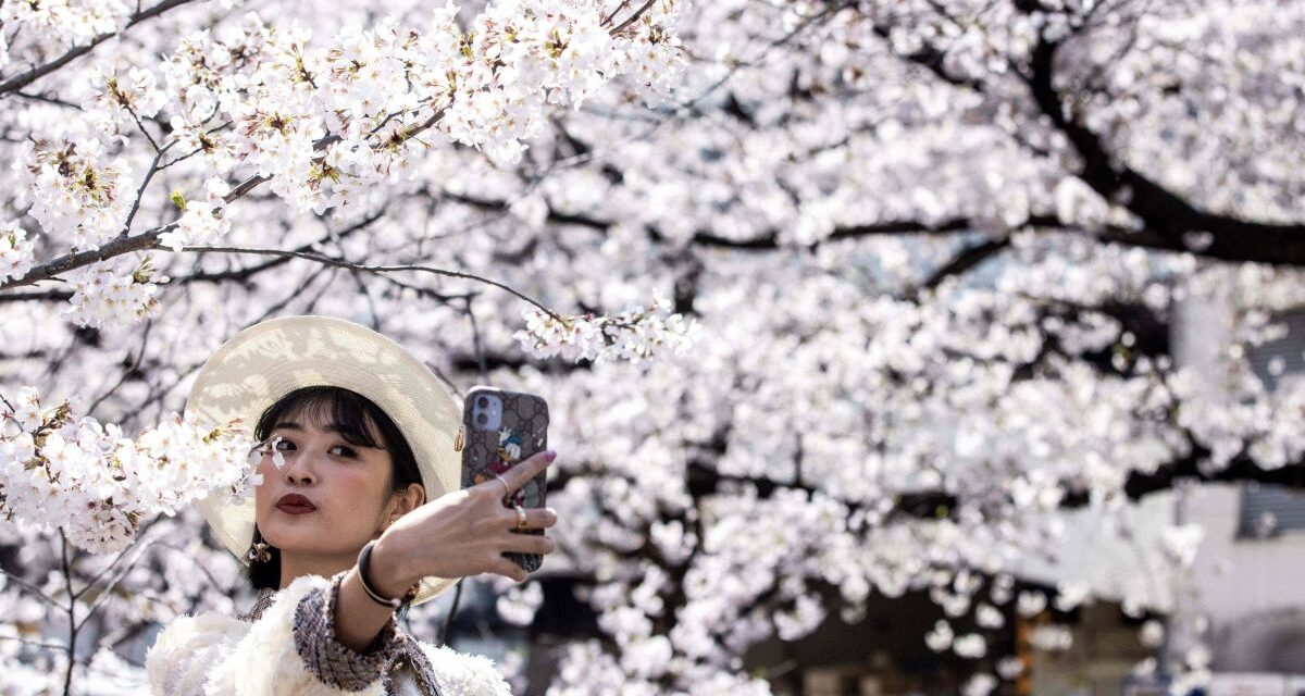 Për herë të parë në 1,200 vjet, lulet e qershisë në Japoni çelën më herët. Shkencëtarët paralajmërojnë rrezikun