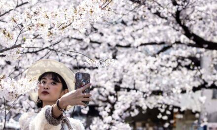 Për herë të parë në 1,200 vjet, lulet e qershisë në Japoni çelën më herët. Shkencëtarët paralajmërojnë rrezikun