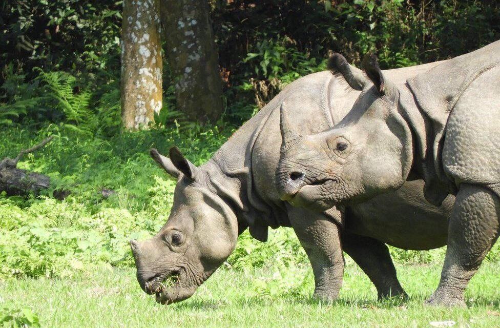 Si ndikoi pandemia që numri i rinocerontëve të rritet në nivele rekord?