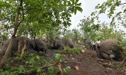Tetëmbëdhjetë elefantë vriten nga rrufeja gjatë stuhisë në Indi