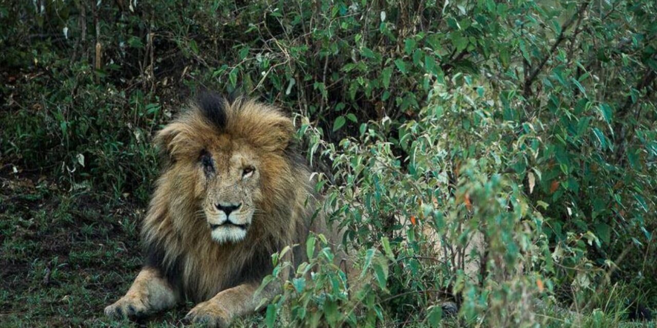Ngordh luani më i famshëm i Afrikës
