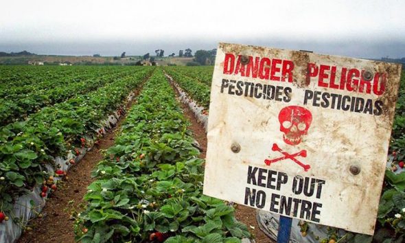 Pesticide kineze për shqiptarët/ KLSH fillon kontrollin tek doganat
