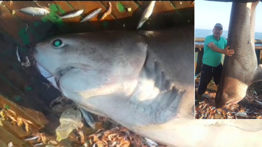 Kapet në Durrës peshkaqeni i rrezikshëm 6.5 metra i gjatë