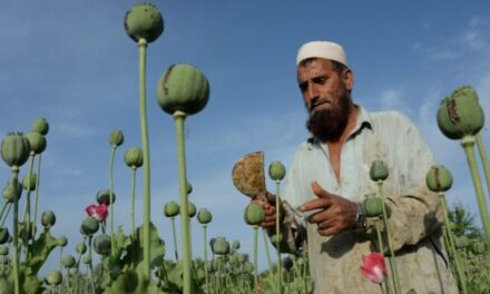 Saviano: Talebanët janë trafikantë droge, 90% e heroinës botërore prodhohet në Afganistan