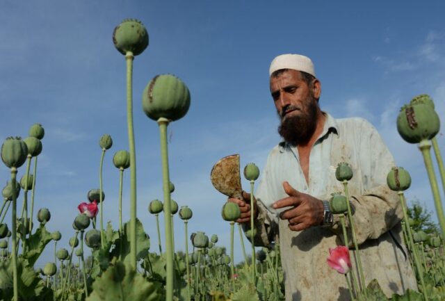 Saviano: Talebanët janë trafikantë droge, 90% e heroinës botërore prodhohet në Afganistan