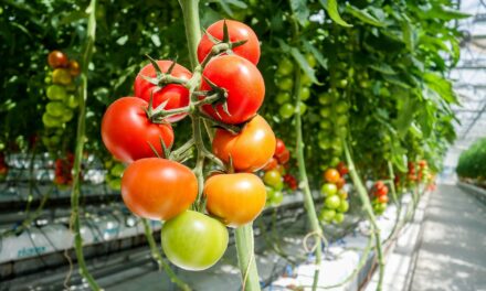 Dështimi i serave me domate ngre pikëpyetje mbi sigurinë e farërave në Shqipëri