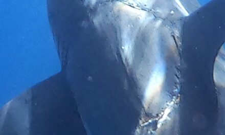 Peshkaqeni i fotografuar me shenja misterioze kafshimi në trupin e tij