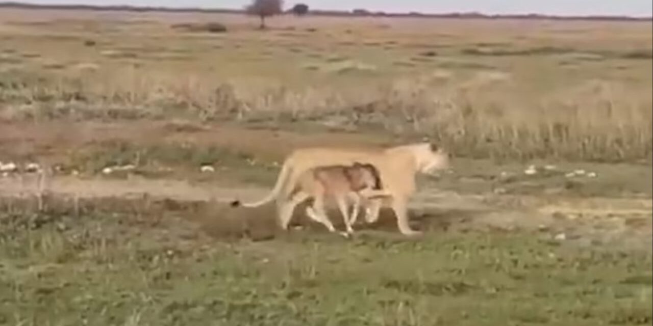 Kur instinkti i nënës është më i madh se i grabitqarit, luanesha shoqëron bizonin e vogël te tufa