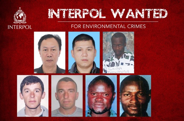 Si përfunduan dy blegtorë shqiptarë në listën e më të kërkuarve të Interpolit