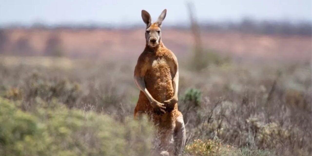 E mbante si kafshë shtëpiake, kanguri vret të zotin