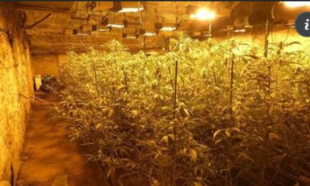 Zbulohet plantacioni i drogës me rreth 5000 bimë marijuanë në Spanjë, 4 të arrestuar, mes tyre 2 shqiptarë